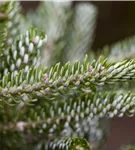 Koreatanne 'Silberlocke' - Abies koreana 'Silberlocke'