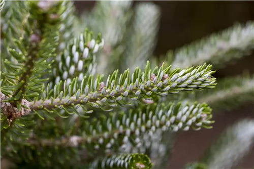 Koreatanne 'Silberlocke' - Abies koreana 'Silberlocke'