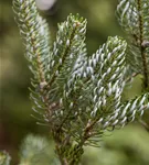 Koreatanne 'Silberlocke' - Abies koreana 'Silberlocke'