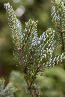 Koreatanne 'Silberlocke' - Abies koreana 'Silberlocke'