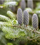 Koreatanne 'Silberlocke' - Abies koreana 'Silberlocke'