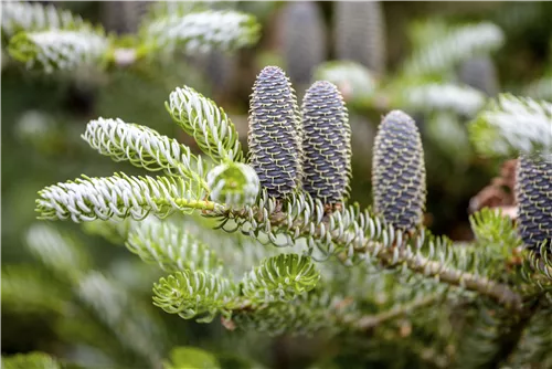 Koreatanne 'Silberlocke' - Abies koreana 'Silberlocke'