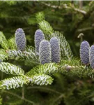 Koreatanne 'Silberlocke' - Abies koreana 'Silberlocke'