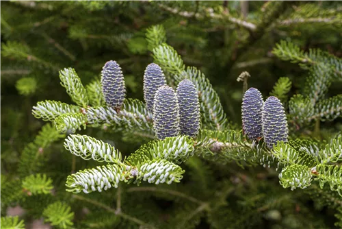 Koreatanne 'Silberlocke' - Abies koreana 'Silberlocke'