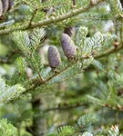 Koreatanne 'Silberlocke' - Abies koreana 'Silberlocke'