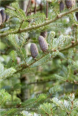 Koreatanne 'Silberlocke' - Abies koreana 'Silberlocke'