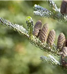 Koreatanne 'Silberlocke' - Abies koreana 'Silberlocke'