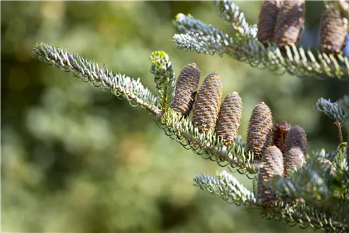 Koreatanne 'Silberlocke' - Abies koreana 'Silberlocke'