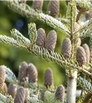 Koreatanne 'Silberlocke' - Abies koreana 'Silberlocke'