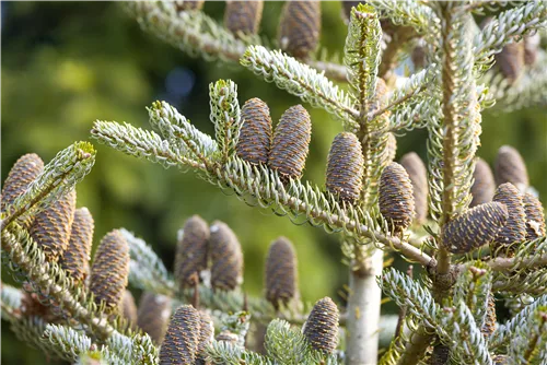 Koreatanne 'Silberlocke' - Abies koreana 'Silberlocke'