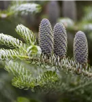 Koreatanne 'Silberlocke' - Abies koreana 'Silberlocke'