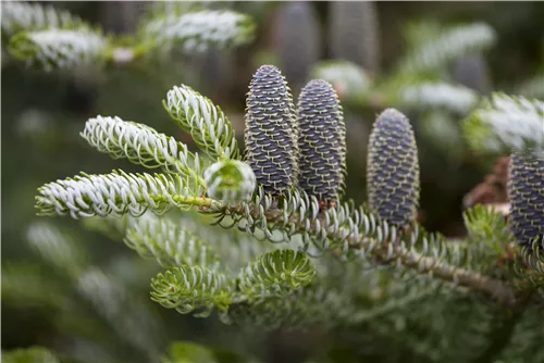 Koreatanne 'Silberlocke' - Abies koreana 'Silberlocke'