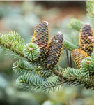 Koreatanne 'Silberlocke' - Abies koreana 'Silberlocke'