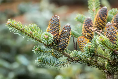 Koreatanne 'Silberlocke' - Abies koreana 'Silberlocke'