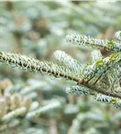 Koreatanne 'Silberlocke' - Abies koreana 'Silberlocke'