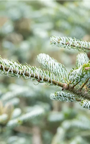 Abies koreana 'Silberlocke'