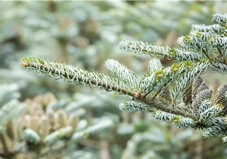 Abies koreana 'Silberlocke' - Koreatanne 'Silberlocke'