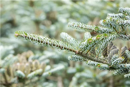 Koreatanne 'Silberlocke' - Abies koreana 'Silberlocke'