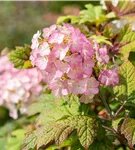 Eichenblättrige Hortensie 'Snow Queen' - Hydrangea quercifolia 'Snow Queen'