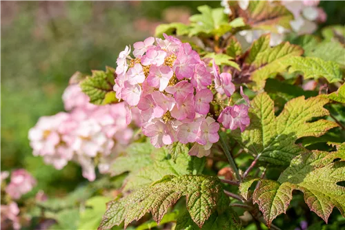 Eichenblättrige Hortensie 'Snow Queen' - Hydrangea quercifolia 'Snow Queen'