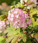 Eichenblättrige Hortensie 'Snow Queen' - Hydrangea quercifolia 'Snow Queen'