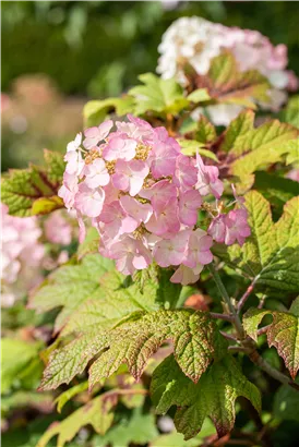 Eichenblättrige Hortensie 'Snow Queen' - Hydrangea quercifolia 'Snow Queen'