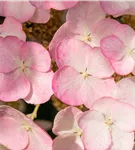 Eichenblättrige Hortensie 'Snow Queen' - Hydrangea quercifolia 'Snow Queen'