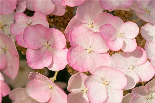 Eichenblättrige Hortensie 'Snow Queen' - Hydrangea quercifolia 'Snow Queen'