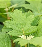 Eichenblättrige Hortensie 'Snow Queen' - Hydrangea quercifolia 'Snow Queen'