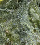 Himalaya-Zeder - Cedrus deodara