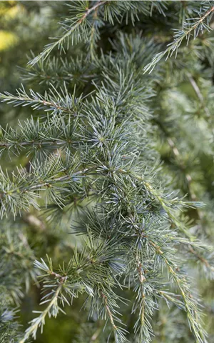 Cedrus deodara