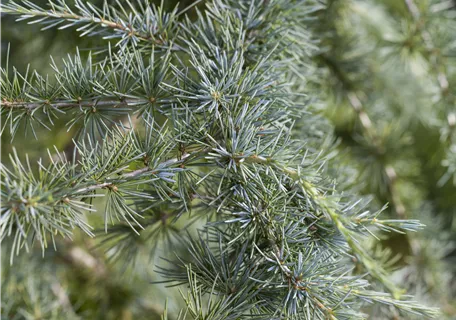 Cedrus deodara - Himalaya-Zeder