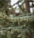 Himalaya-Zeder - Cedrus deodara