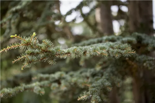 Himalaya-Zeder - Cedrus deodara