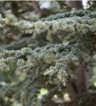 Himalaya-Zeder - Cedrus deodara