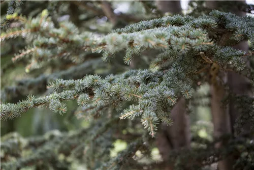 Himalaya-Zeder - Cedrus deodara