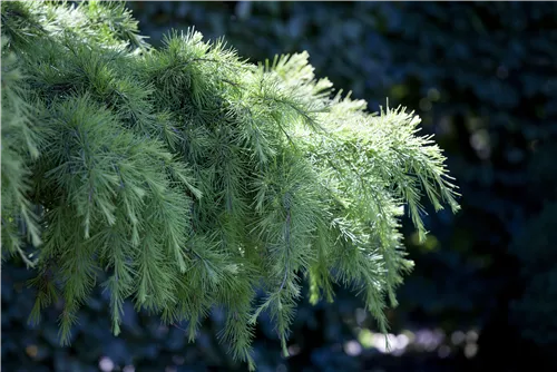 Himalaya-Zeder - Cedrus deodara