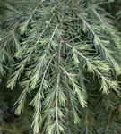 Himalaya-Zeder - Cedrus deodara