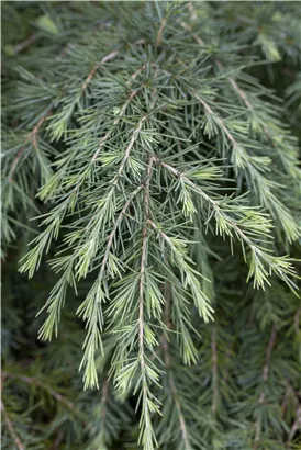 Himalaya-Zeder - Cedrus deodara