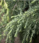 Himalaya-Zeder - Cedrus deodara