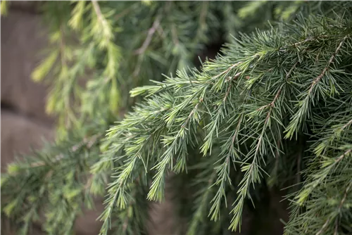 Himalaya-Zeder - Cedrus deodara