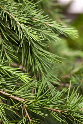 Himalaya-Zeder - Cedrus deodara