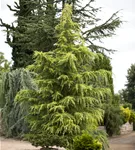 Himalaya-Zeder - Cedrus deodara