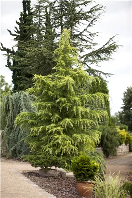 Himalaya-Zeder - Cedrus deodara