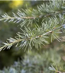 Himalaya-Zeder - Cedrus deodara