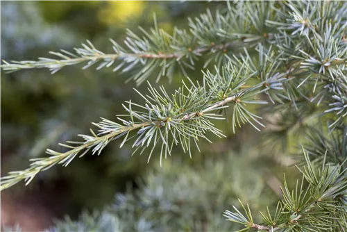 Himalaya-Zeder - Cedrus deodara