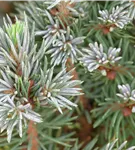 Zwerg-Zuckerhut-Fichte 'Sander´s Blue' - Picea glauca 'Sander's Blue'