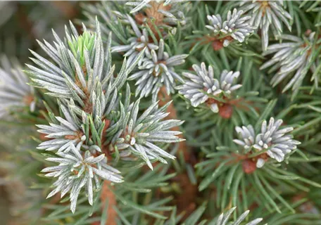 Picea glauca 'Sander's Blue' - Zwerg-Zuckerhut-Fichte 'Sander´s Blue'