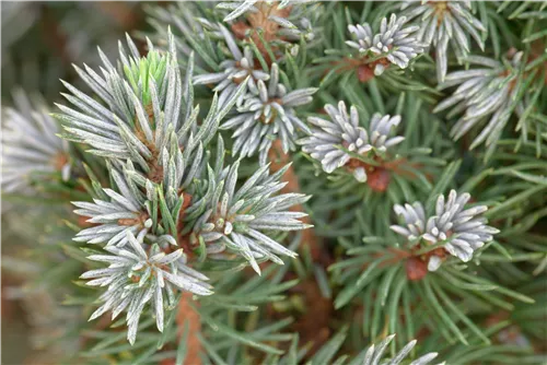 Zwerg-Zuckerhut-Fichte 'Sander´s Blue' - Picea glauca 'Sander's Blue'