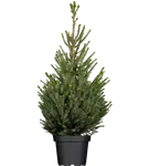 Zwerg-Zuckerhut-Fichte 'Sander´s Blue' - Picea glauca 'Sander's Blue'